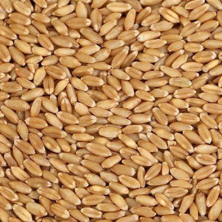 Wheat-Grains-img