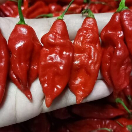 "Fresh Aji Ahuachapan chili peppers, vibrant red and green, sourced from El Salvador for authentic Central American flavors."