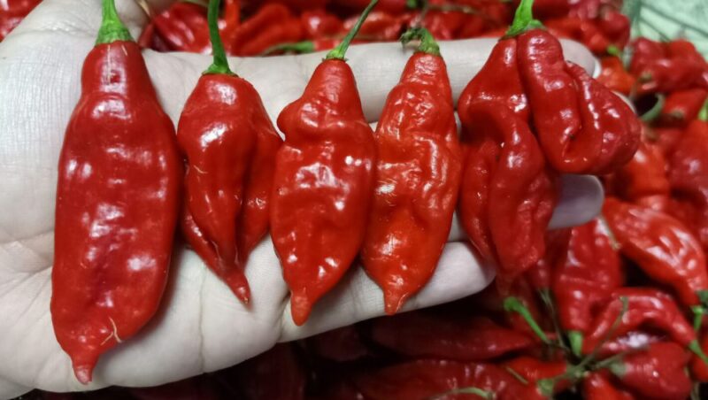 "Fresh Aji Ahuachapan chili peppers, vibrant red and green, sourced from El Salvador for authentic Central American flavors."