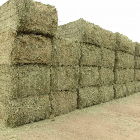 alfalfa hay for sale near me