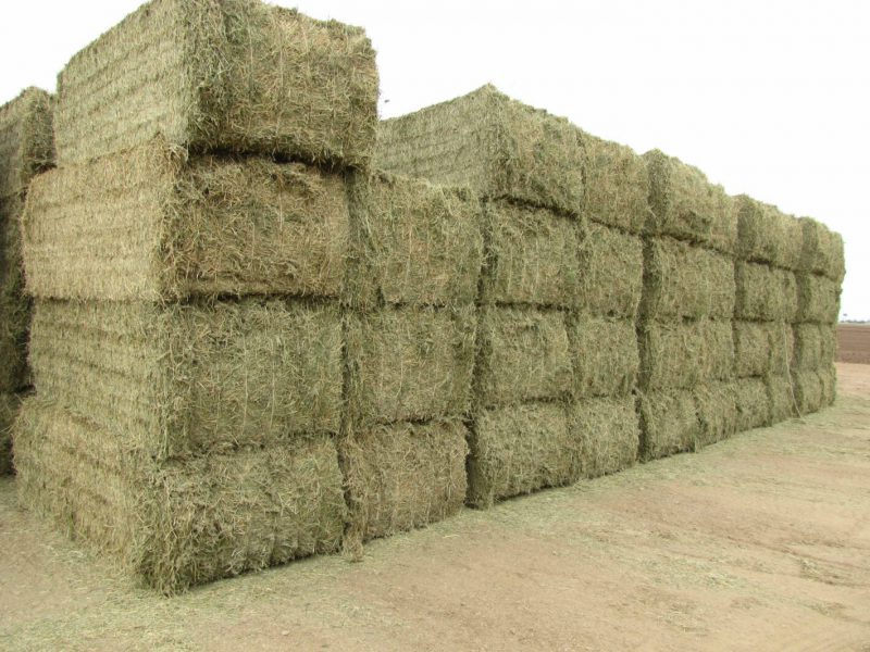 alfalfa hay for sale near me