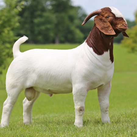 Boer goats for sale