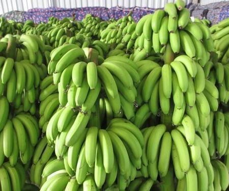 Cavendish Banana for sale