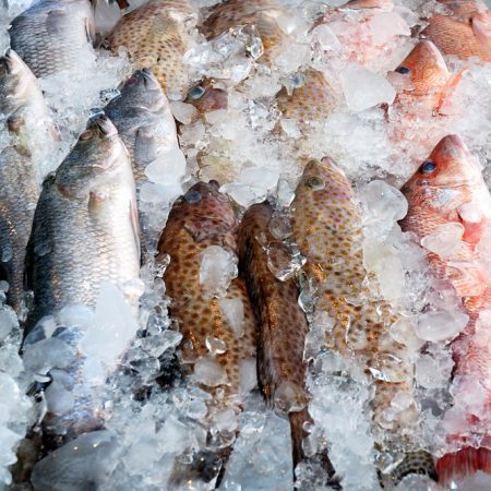 frozen-fish-img