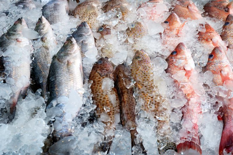 frozen-fish-img