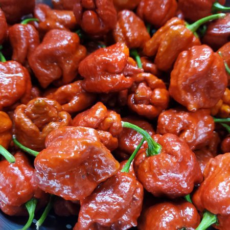 Caramel Reaper Pepper for sale