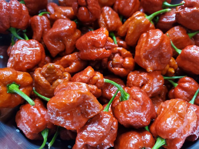 Caramel Reaper Pepper for sale