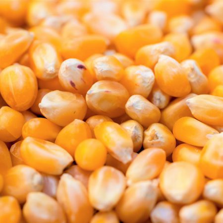 maize-nutritional-value-img