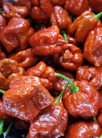 Caramel Reaper Pepper for sale